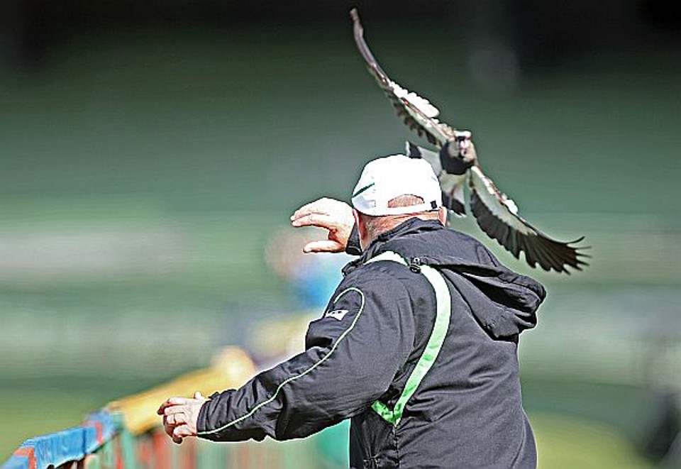 Presença constante no gramado do Couto Pereira, os quero-queros quase fizeram uma vítima durante o treinamento de ontem pela manhã. O massagista João Miranda por pouco não foi atacado por uma das aves ao se aproximar de um ninho. Mais do que o susto, o episódio rendeu boas risadas. | Albari Rosa/Gazeta do Povo