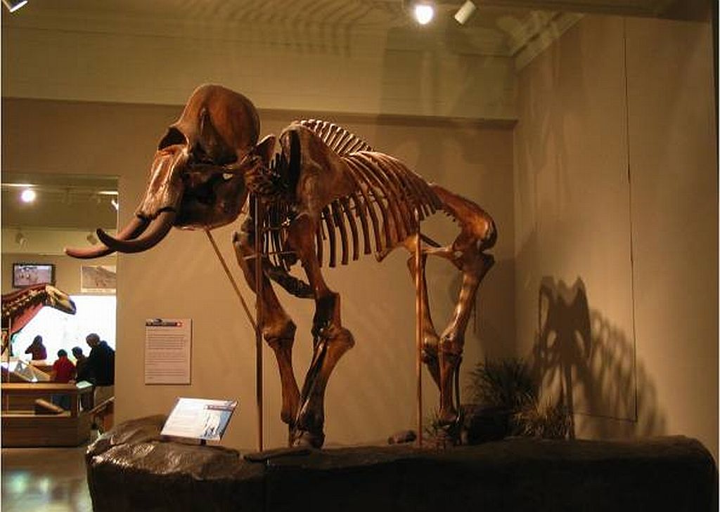 Esqueleto completo de mamute, em exposição | Divulgação