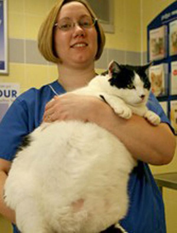 Gata Tinks tem 13 anos, 9,8 quilo, e 96% de taxa de sobrepeso | Divulgação