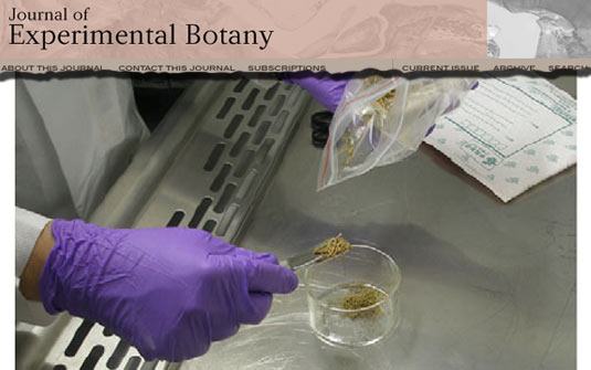 A maconha mais antiga do mundo tem quase 3 mil anos | Reprodução / Journal of Experimental Botany
