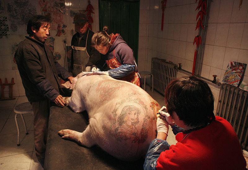 Animais são vendidos para colecionadores. Porcos são tatuados com imagens de santos, deuses e símbolos | Reinhard Krause/Reuters