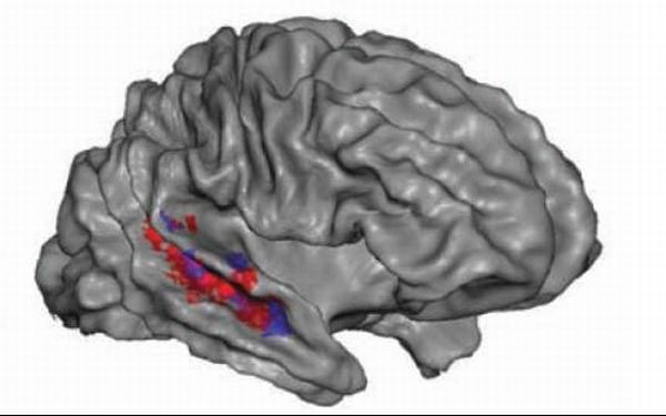 Ao ouvir alguém, regiões azuis do cérebro identificam o falante; área vermelha interpreta conteúdo da fala | Divulgação/Science