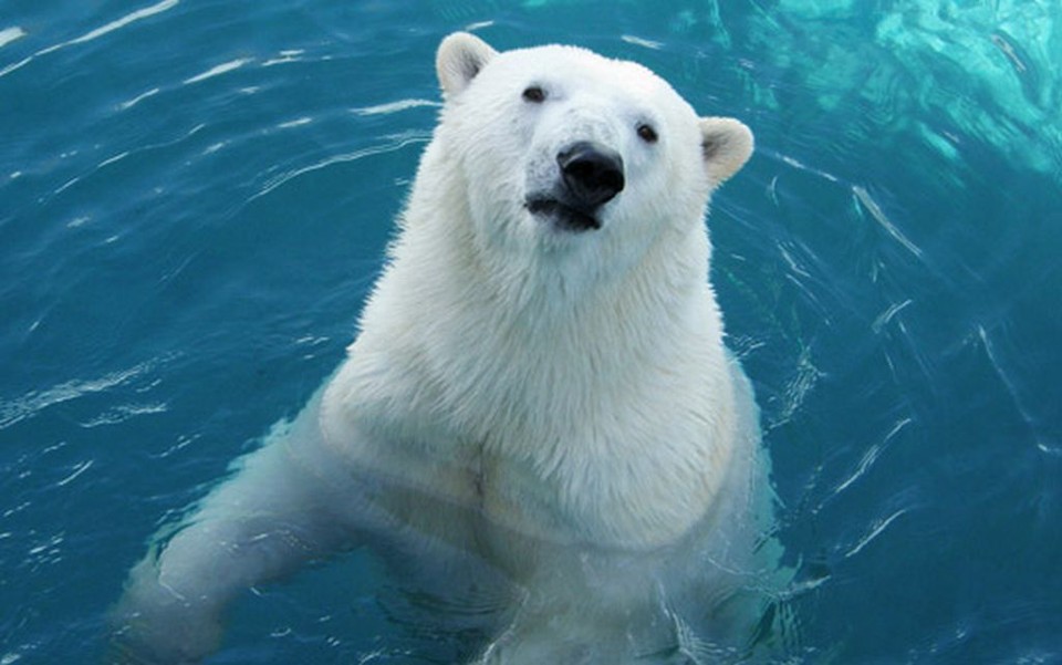 Tsuyoshi, de quatro anos de idade, é, na verdade, uma fêmea | AP Photo/Kyodo News/Kushiro Municipal Zoo