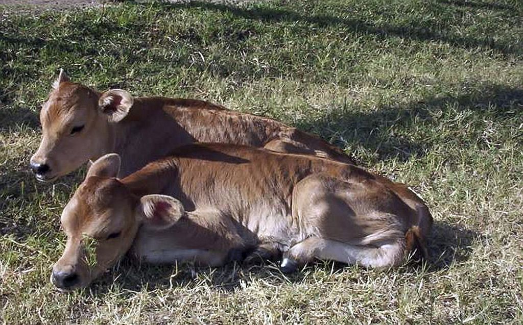 Duas vacas clonadas e modificadas geneticamente descansam em Baradero: a empresa Bio Sidus criou a primeira vaca clonada em 2002 | Bio Sidus / Reuters