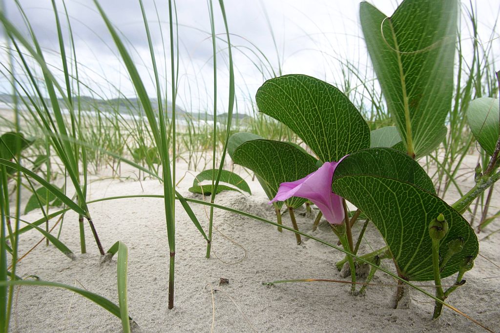 Área de restinga deve ser preservada | Jonathan Canmpos/ Gazeta do Povo