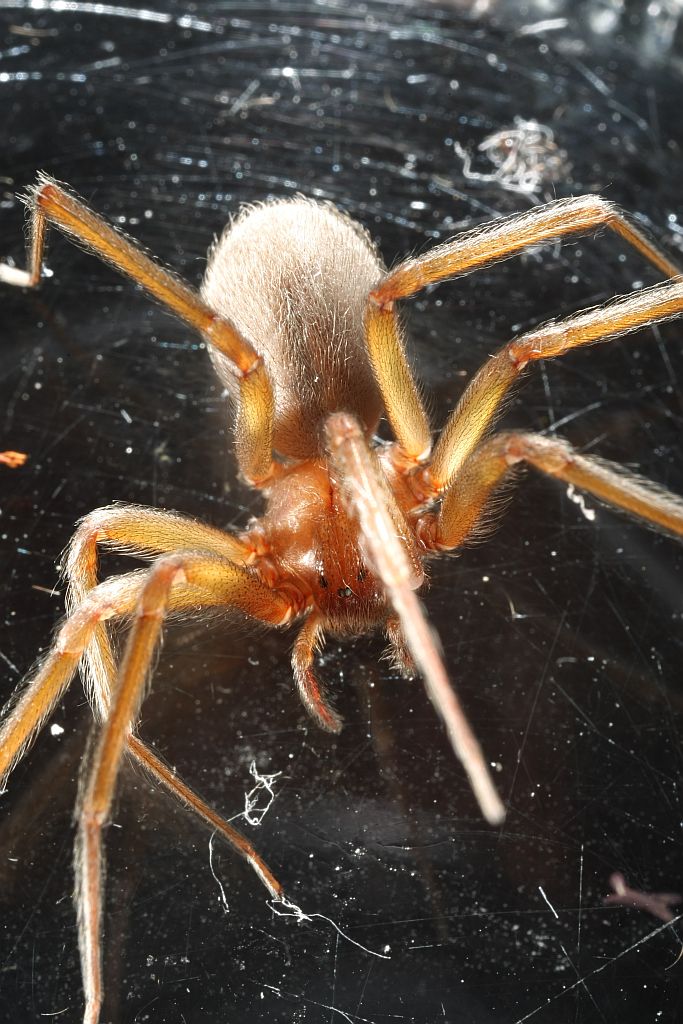 A aranha-marrom tem de 3 a 7 centímetros e sua picada pode até levar à morte | Antonio Costa/Gazeta do Povo