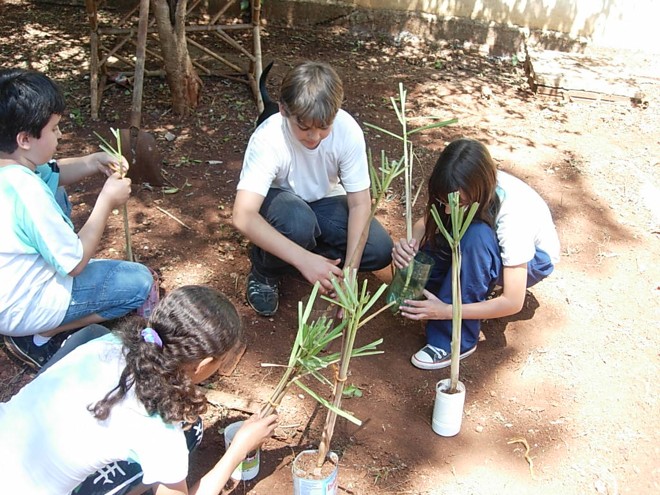 Alunos plantam mudas de Citronela, repelente natural do mosquito da dengue |