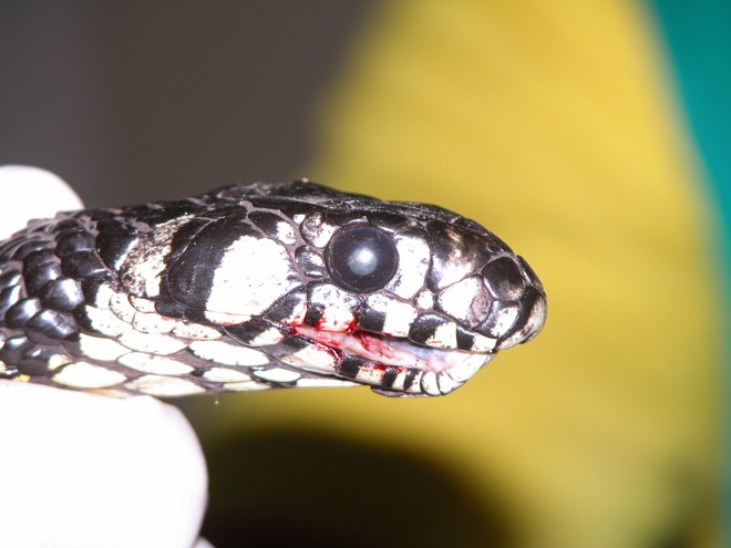 Close da cobra caninana, que ficou com a boca ferida | 