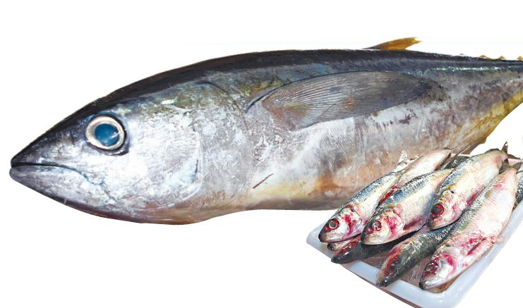 | Fotos: Albari Rosa/Gazeta do Povo