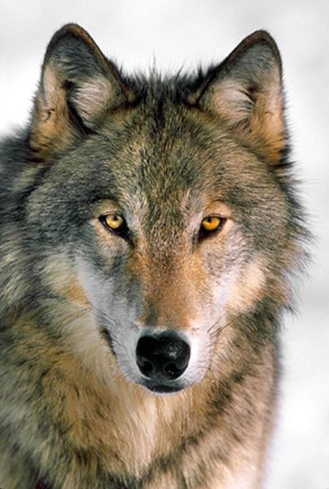 Lobo que uiva à noite se transforma em lobisomem?Lobisomem não existe. O lobo uiva à noite para reunir o grupo e demarcar seu território. | 