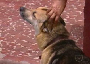 Animal chamou a atenção de moradores, que levaram a criança ao hospital | Reprodução TV Globo