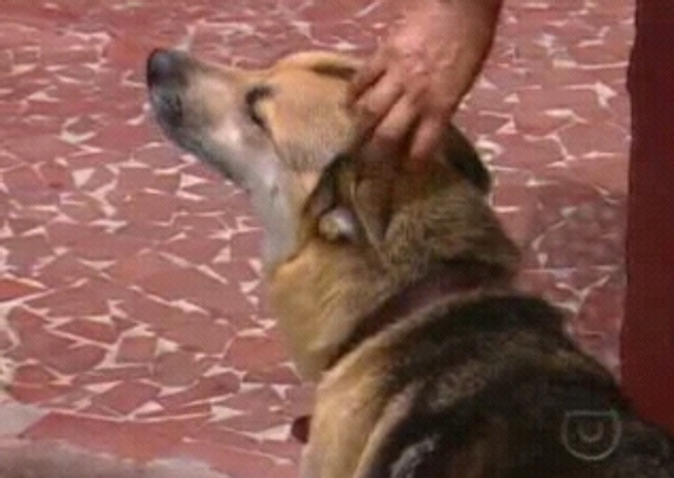 Animal chamou a atenção de moradores, que levaram a criança ao hospital | Reprodução TV Globo