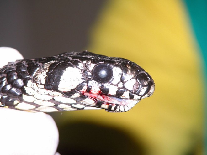 A cobra ficou com a boca ferida e vai ficar um período isolada |