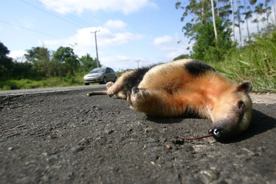 Tamanduá morto na PR-412, sentido Itapoá: animais na pista são risco de acidentes | Jonathan Campos/Gazeta do Povo
