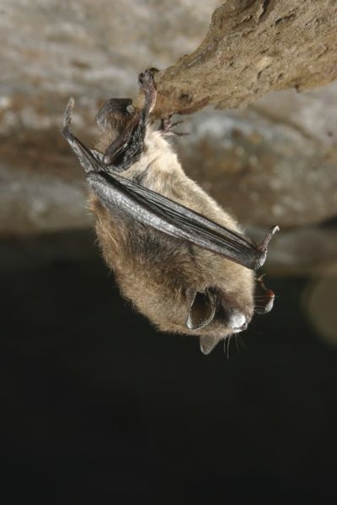Vampiros existem?Existem mil espécies de morcegos, mas só três são hematófagos, ou seja, se alimentam de sangue. Mas eles 