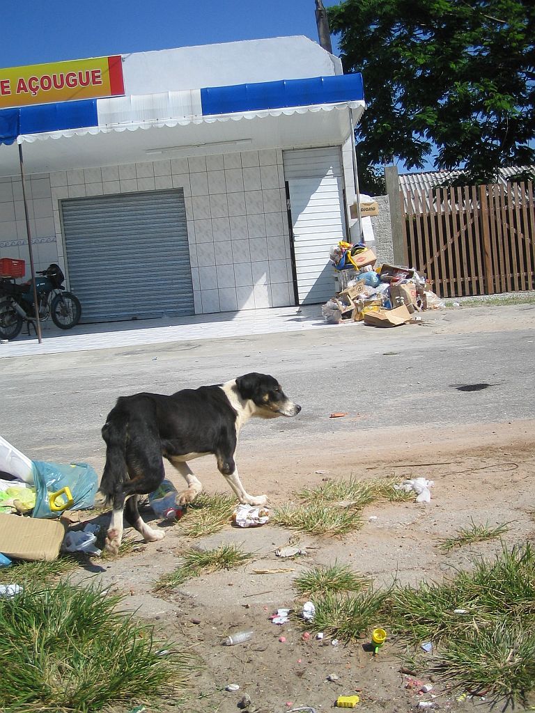 O lixo no chão atrai cachorros, que pioram a situação arrebentando e arrastando os sacos | Felipe Lessa/Gazeta do Povo