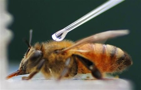 Abelhas respondem à cocaína de forma similar aos humanos Abelha durante os testes com cocaína | Tim Winborne/Reuters