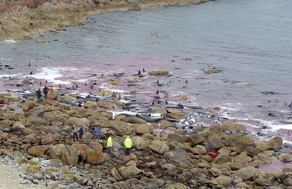 Autoridades trabalharam no sábado para resgatar as baleias-piloto, mas foram encontradas bastante feridas devido às rochas | Parks and Wildlife Service / Reuters