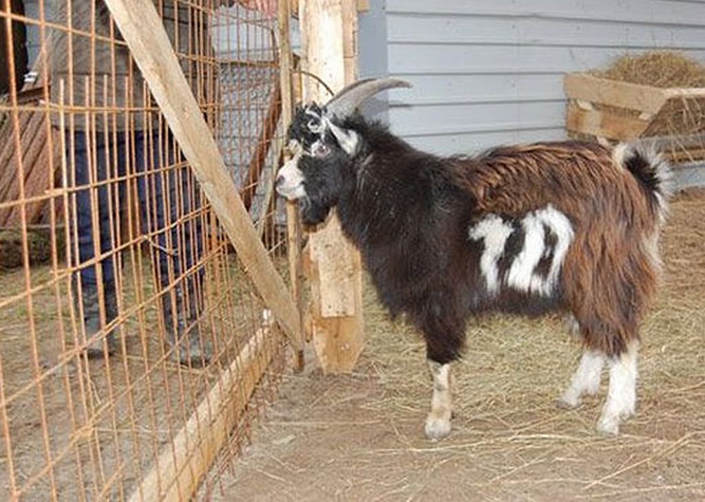Um bode russo nasceu com a inscrição "10" no dorso. Agora, seus donos procuram algum dos clubes de futebol do país para vendê-lo como mascote | Divulgação