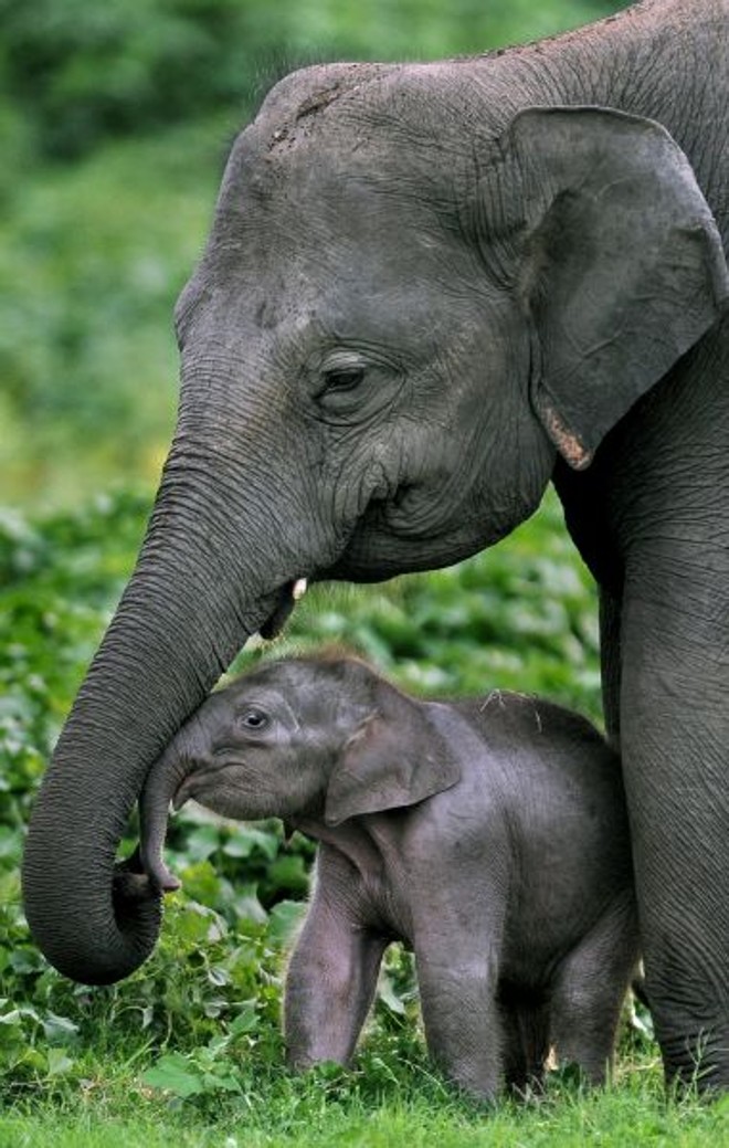 Elefante toma água pela tromba?Não, ela é o prolongamento do nariz. Ele consegue sugar até 8 litros de água com a tromba e depois joga na boca ou no corpo para se refrescar. | 