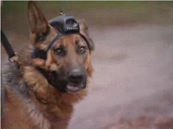 Cão policial com a câmera presa na cabeça: policiais podem examinar a cena do crime | Reprodução / Jornal Nacional