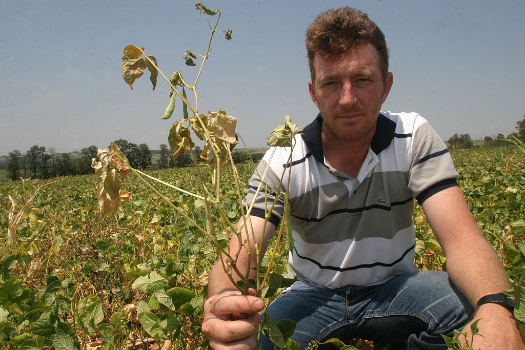 Riva, que investiu R$ 1,2 mil por hectare, ainda não sabe quanto vai colher. A única certeza é a redução na produtividade pela seca. | Dirceu Portugal/Gazeta do Povo