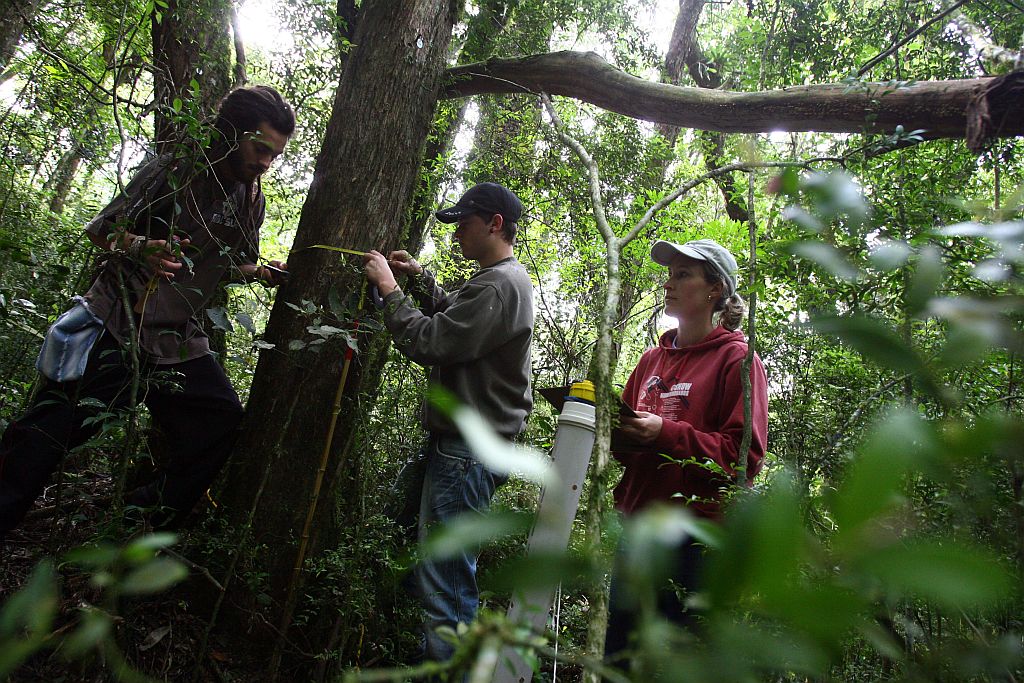 Pesquisadores já visitaram 12 parques da capital. Árvores escolhidas são identificadas para nova medição em cinco anos | Priscila Forone/Gazeta do Povo