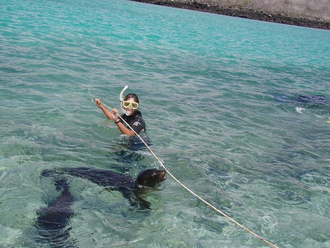 Claudia brinca com filhotes de leões marinhos nas Ilhas Galápagos |