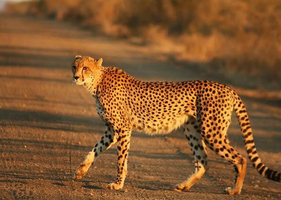 Felino mais rápido do mundo surgiu na China, indica crânio fóssil Um belo exemplar de guepardo moderno | Reprodução