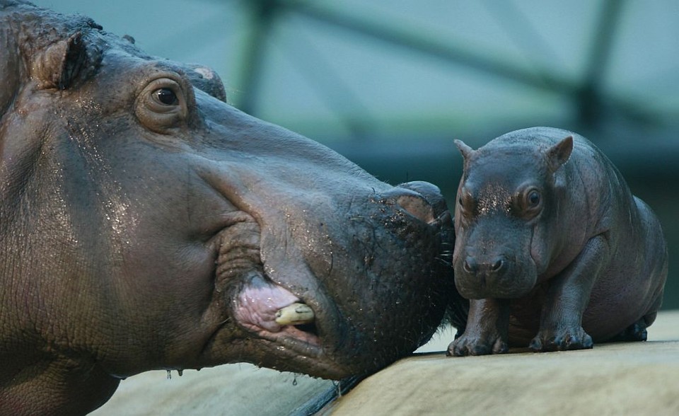 Hipopótamos brincam em zoológico | Johannes Eisele/Reuters