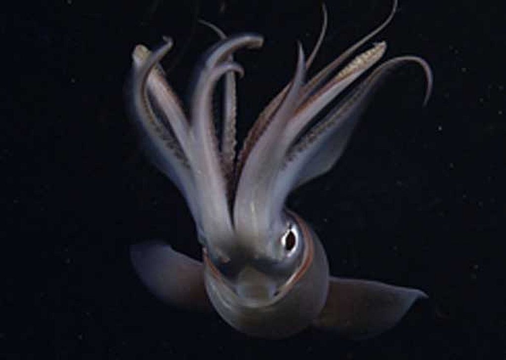 A lula Dosidicus gigas fotografada pelo Tiburón, veículo do Instituto de Pesquisas do Aquário da Baía de Monterey numa profundidade de 300 m sobre o monte marinho Davidson, na costa da Califórnia Central | Instituto de Pesquisas do Aquário da Baía de Monterey/Divulgação