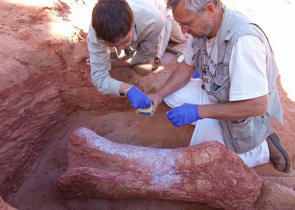 Pesquisadores recolhem osso da perna de dino herbívoro | Divulgação