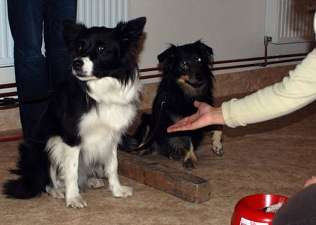 Revoltado por não receber a recompensa igual ao outro, cão se recusa até a olhar para o cientista | Friederike Range/Divulgação