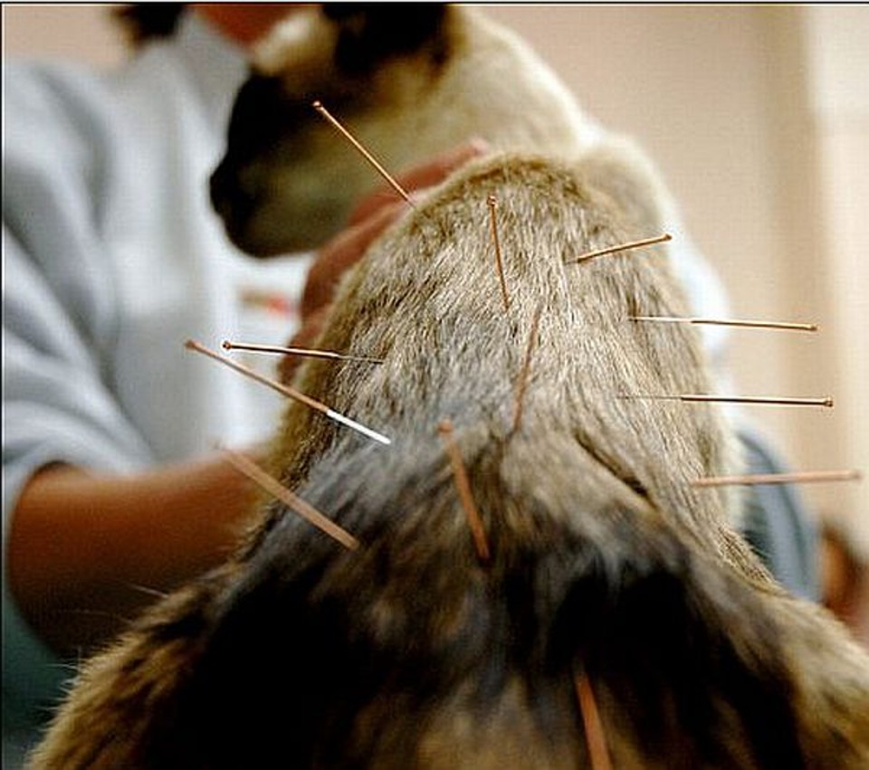 Gatos asmáticos têm sido tratados com acupuntura | Reprodução / Daily Mail