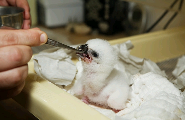 Ave rara no Brasil nasce no Refúgio Biológico de Itaipu | Alexandre Marchetti/Itaipu Binacional