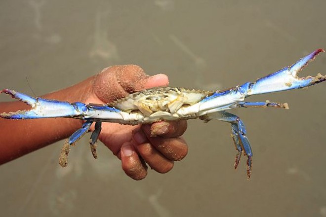Pescador segura um siri |