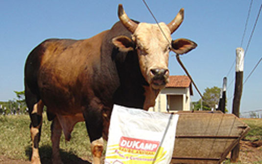 Touro Bandido, que deixa 70 filhos, morreu de câncer | Divulgação