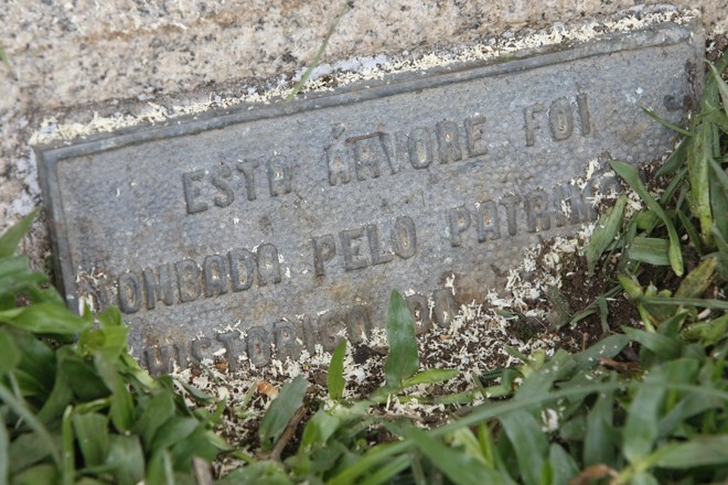 Árvore havia sido tombada pelo Patrimônio Histórico do Paraná em 1974 | 