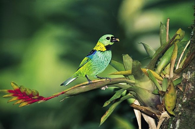 Saíra sete cores (Tangara seledon) |