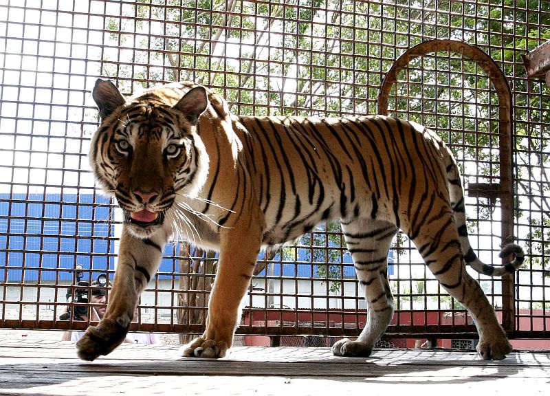 Tigres eram de um circo que estava em Santa Catarina, nas áreas inundadas pelas enchentes | Ivan Amorin/Gazeta do Povo