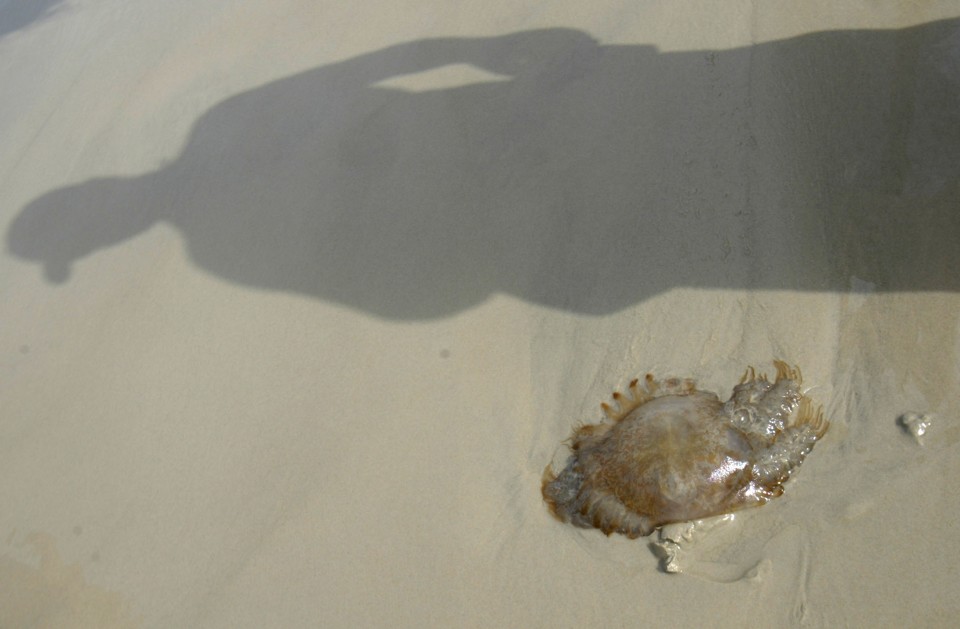 Queimadura por água-viva pode causar reações alérgicas graves Ao avistar uma água-viva na areia da praia, recomendação é para que o veranista não toque nela | Priscila Forone/Gazeta do Povo