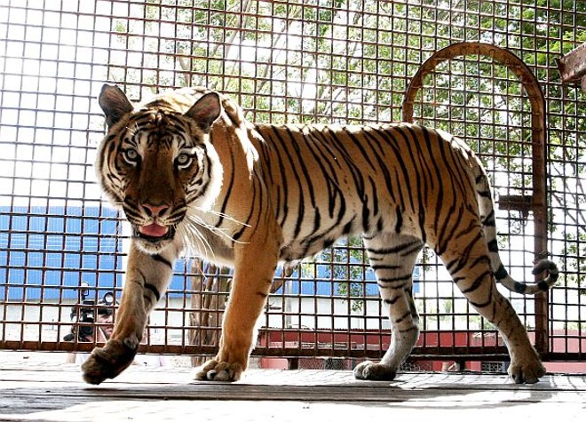 Lar para seis tigres - Seis tigres adultos tiveram de ser removidos das áreas atingidas pelas enchentes em Santa Catarina para Maringá. Pertencentes ao Circo Bremer, os animais corriam risco, em razão da falta de alimentação e do nível de água que ameaçava atingi-los. Segundo o proprietário do canil, Ari Borges da Silva, os felinos chegaram cansados e bastante debilitados | 