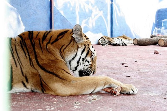 Os seis tigres vão se juntar aos outros oito felinos de grande porte do canil |
