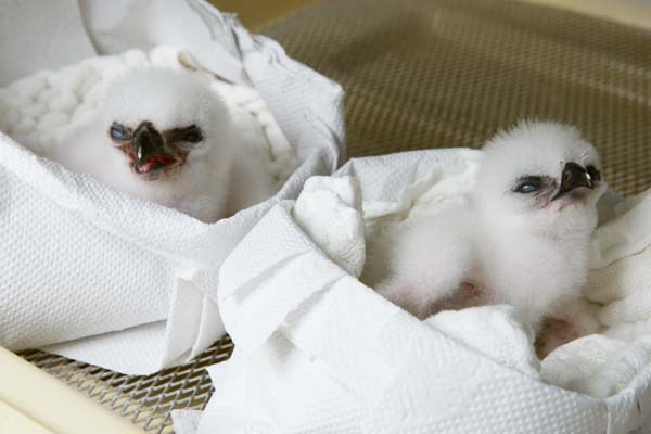 Filhotes de aves raras são mantidos em estufa, no Refúbio Biológico de Itaipu | Alexandre Marchetti/Itaipu Binacional