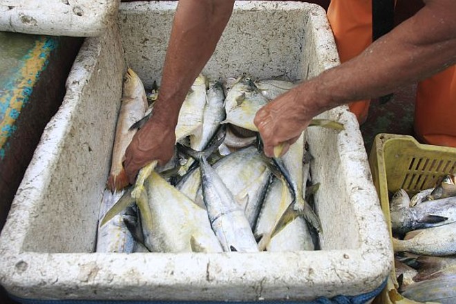 Peixes palombeta: sustento de muitas famílias |