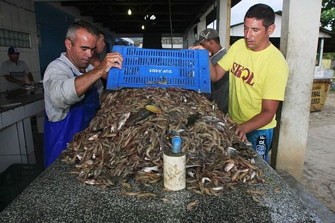 Luciano (dir.) e Valdicley realizam a separação do camarão: auxílio da comunidade local |