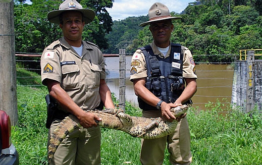 Animal foi capturado na cidade mineira de Governador Valadares | Divulgação / Polícia Militar