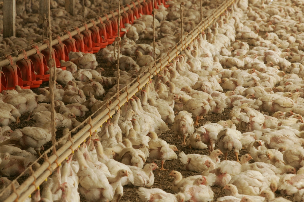 Paraná é o maior exportador de carne de frango, com 80 mil toneladas/mês | Daniel Castellano/Gazeta do Povo