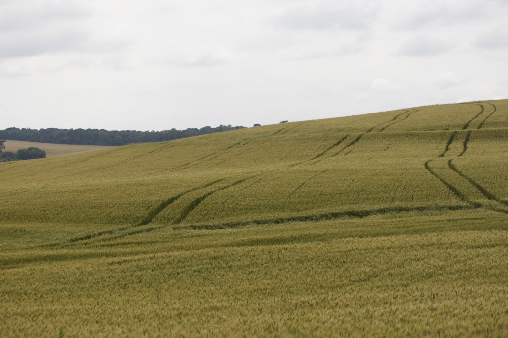 Problemas climáticos e com o governo reduziram produção em 43% | Aniele Nascimento/Gazeta do Povo