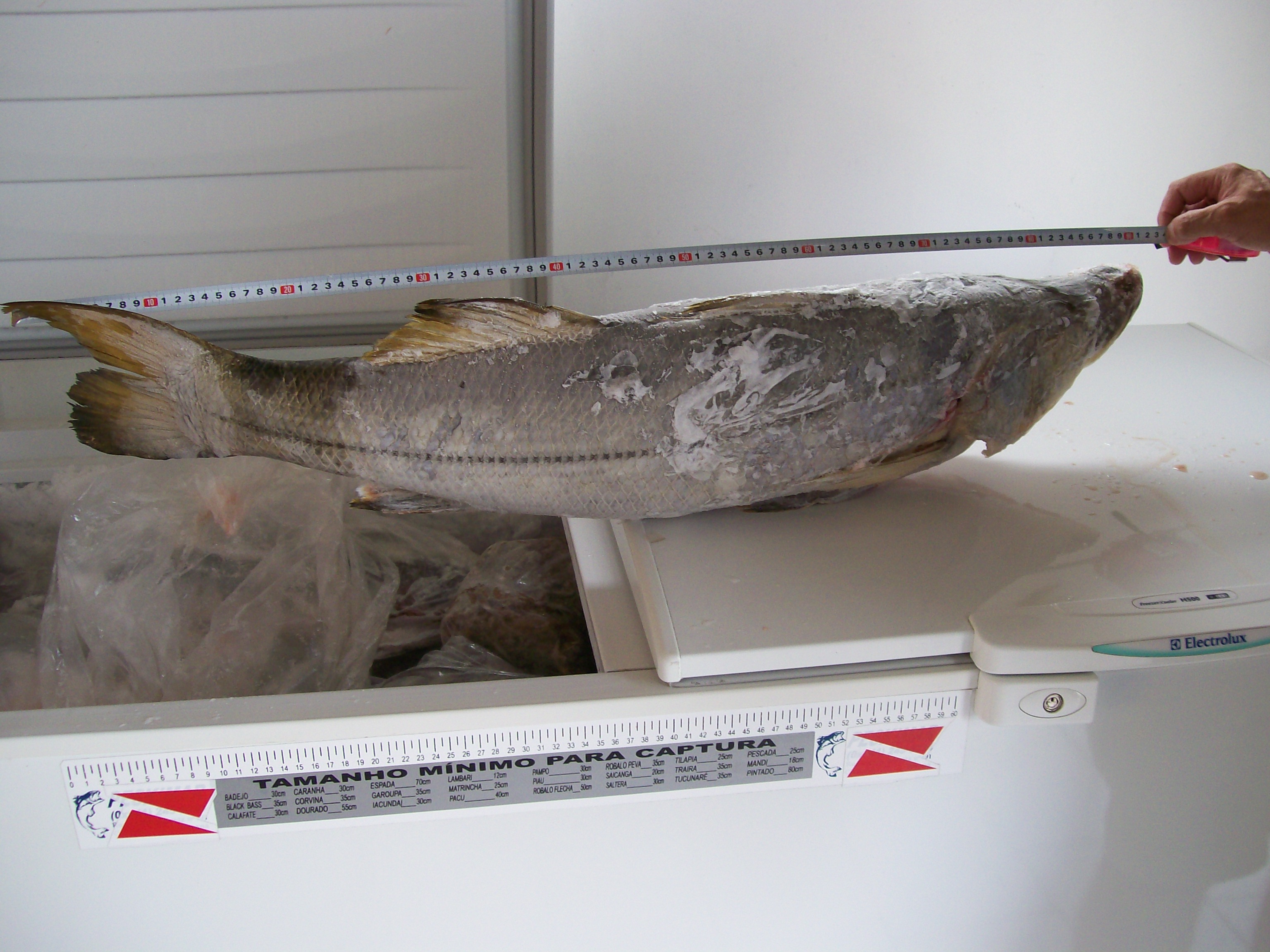 Peixaria em Pontal do Paraná vendia robalo em tamanho inadequado | IAP